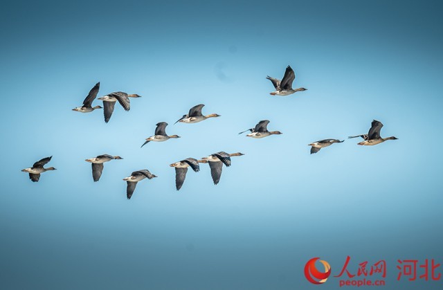 河北围场迎来首批北迁候鸟 图3