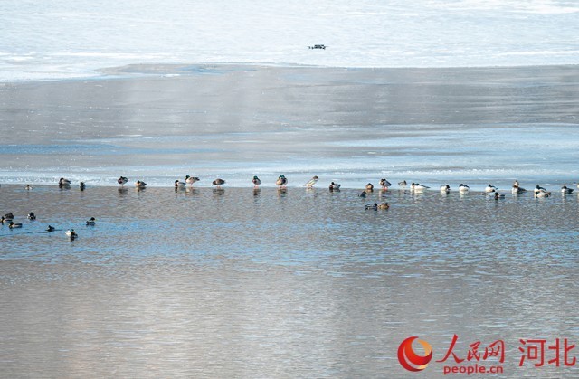 河北围场迎来首批北迁候鸟 图4