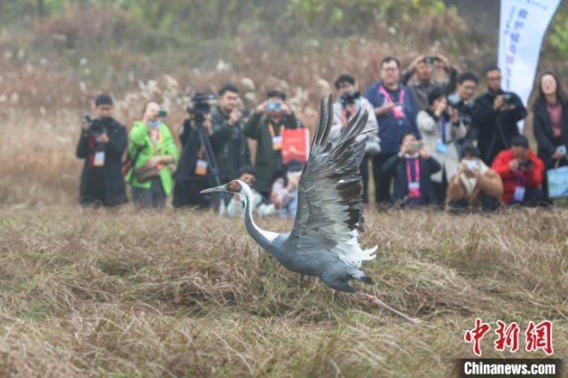 第三届鄱阳湖国际观鸟季举行救护候鸟放飞活动 60只候鸟“回家”