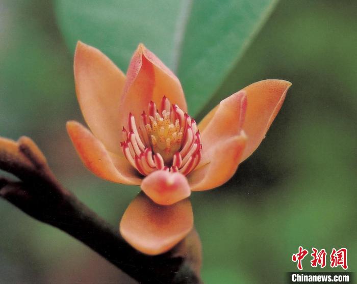广东加强野生植物保护管理 加快建设迁地保护体系