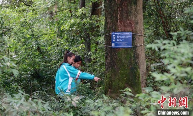 �������ݡ������塱�������еġ�ԭʼ��ɭ��