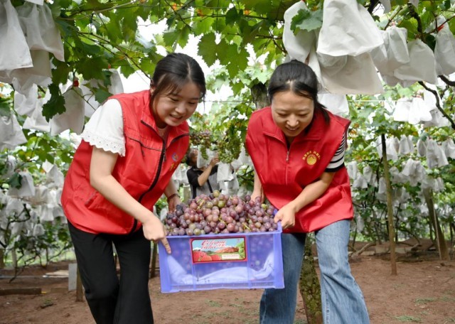 四川蓬安：“志愿红”解民忧_爱心助农促增收 图1