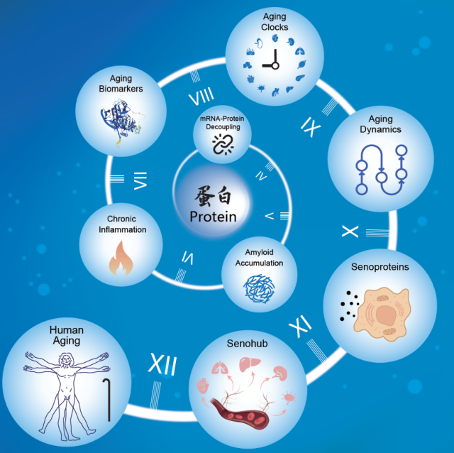 何以衰老？“人体衰老蛋白质图谱”揭开密码 图2