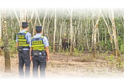 “人和象平安是我们最大的心愿” 图1