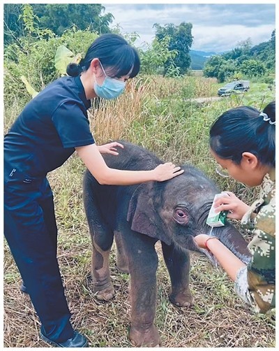 “人和象平安是我们最大的心愿” 图2