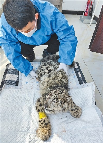 青海西宁野生动物园兽医团队多年坚持救治保护雪豹——_“再苦再难也能坚持下来”（守 图2