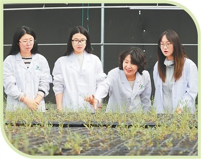 他们在沙海种下绿色未来 图1