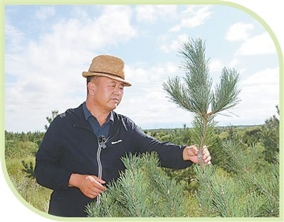 他们在沙海种下绿色未来 图2