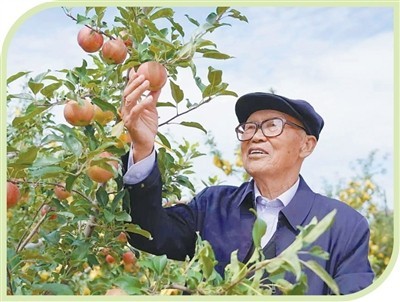 他们在沙海种下绿色未来 图3