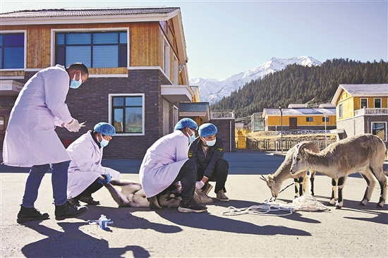 祁连山下的野生动物“福利院” 图1
