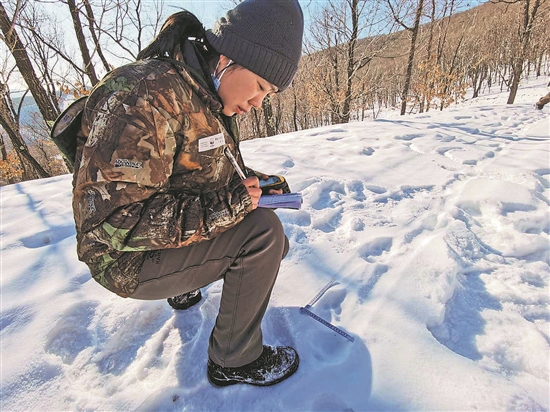 【巾帼风采】在深山老林守护虎豹的“娘子军” 图1