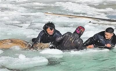 警民破冰救野鹿 图1