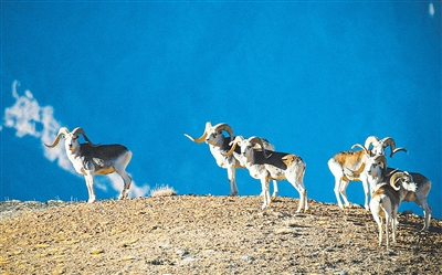 新疆塔什库尔干野生动物自然保护区国家级公益林管护人员 图1