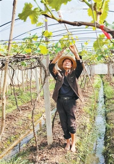 350余株葡萄苗串起两家人“向上人生”（援手） 图1