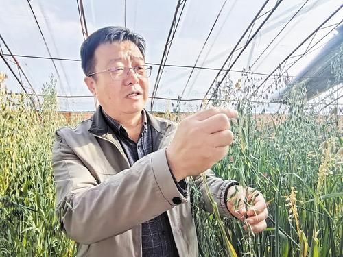 张家口市农业科学院燕麦研究所所长周海涛 图1