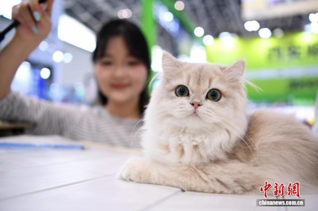 陕西西安:宠物经济持续火热